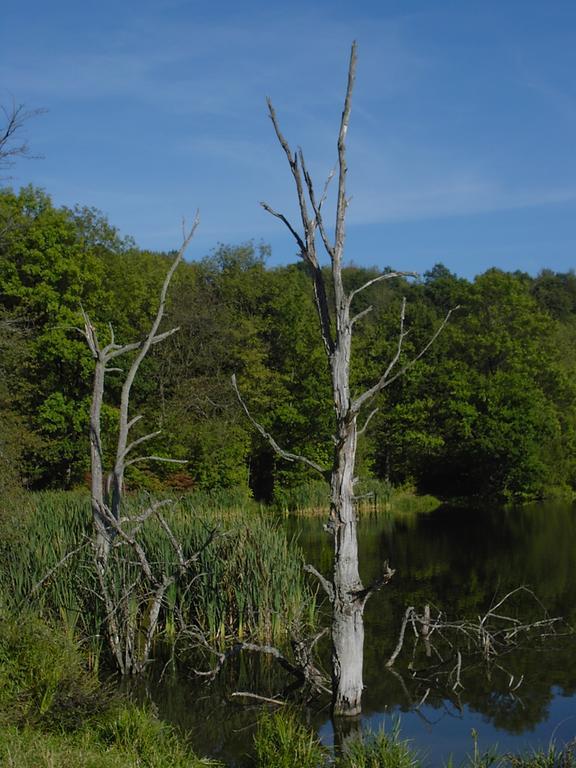 Ferienwohnung Eifelluft Daun Pokoj fotografie